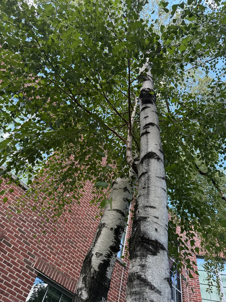 Betula Pendula