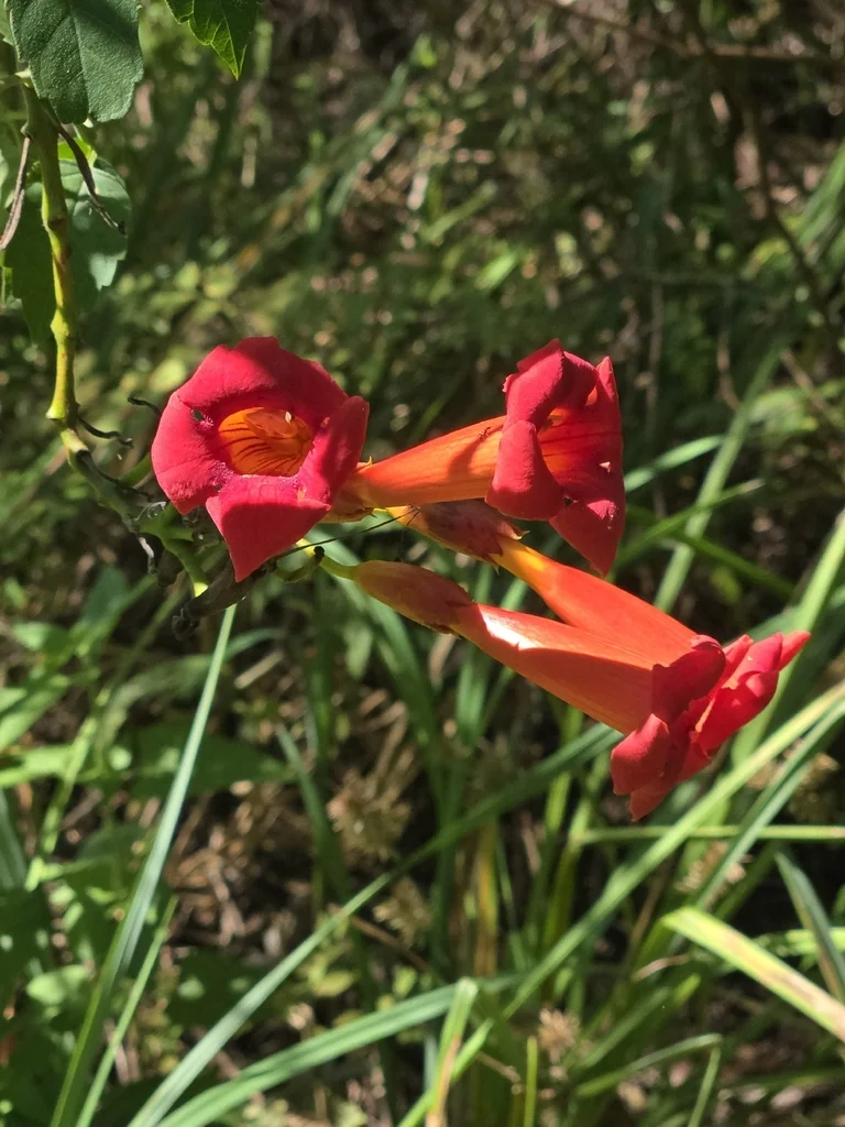 Campsis Radicans