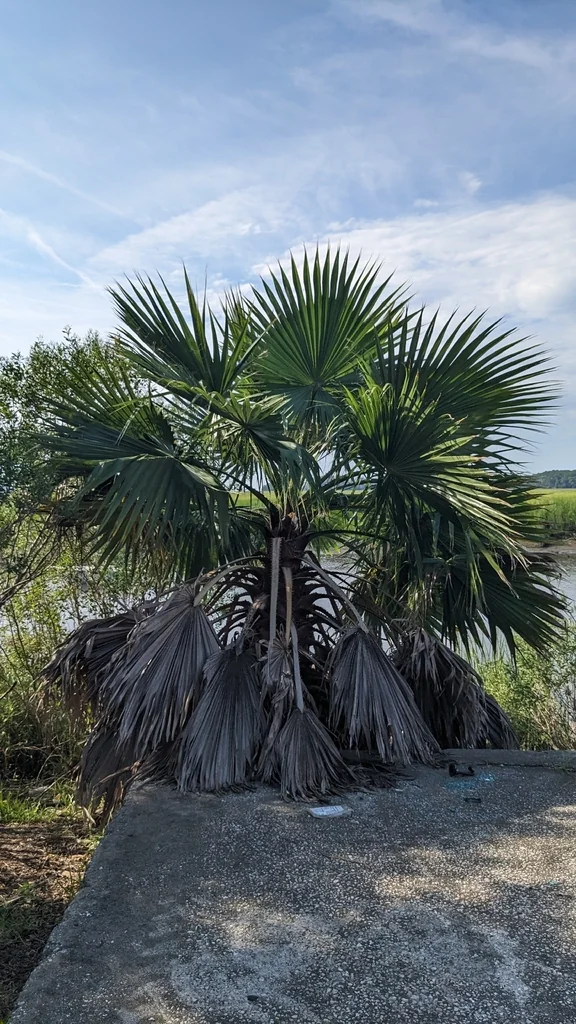 Washingtonia Robusta
