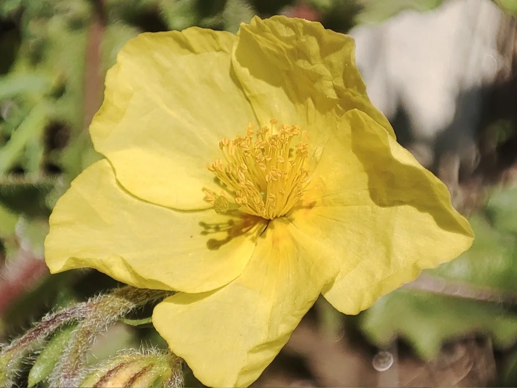Helianthemum Nummularium
