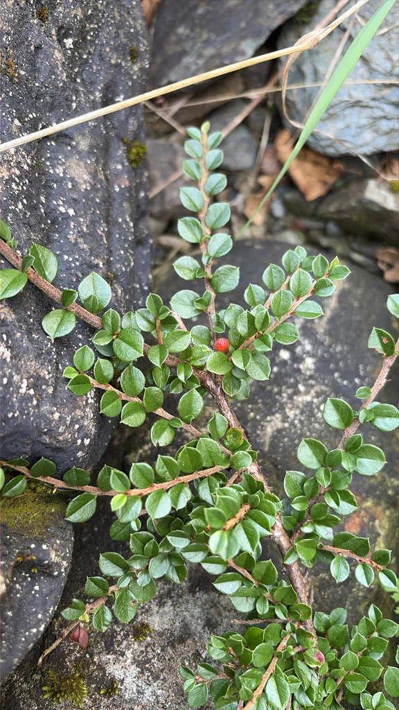 Cotoneaster Horizontalis