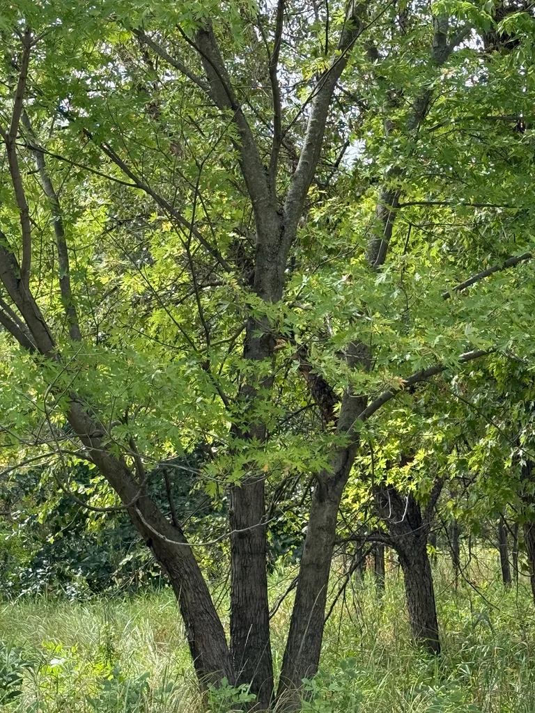 Acer Saccharinum