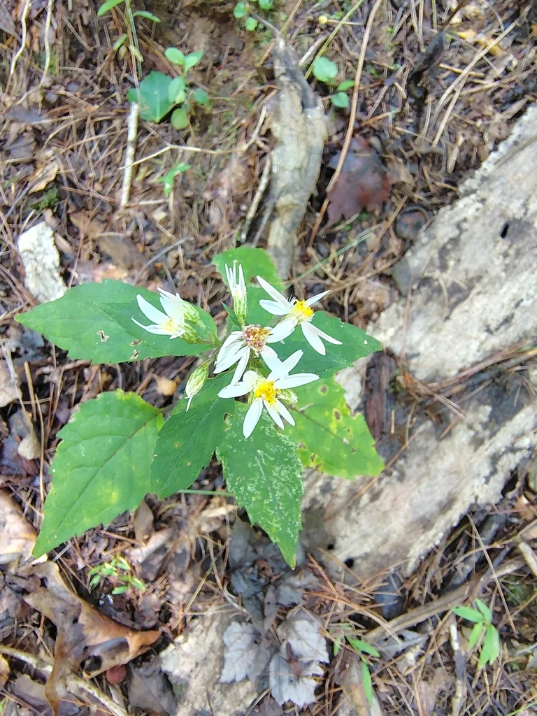 Eurybia divaricata
