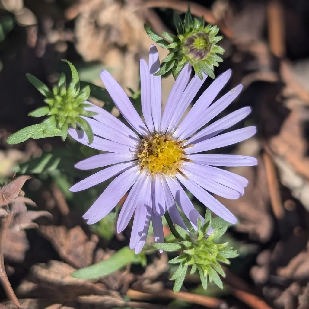 Symphyotrichum Chilense