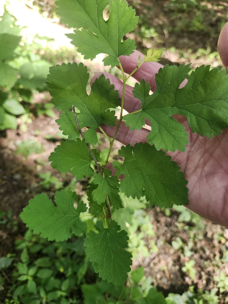 Morus Alba