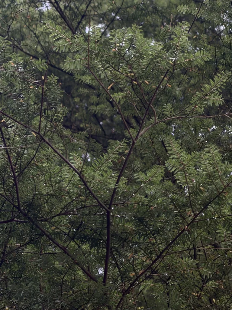 Tsuga Heterophylla