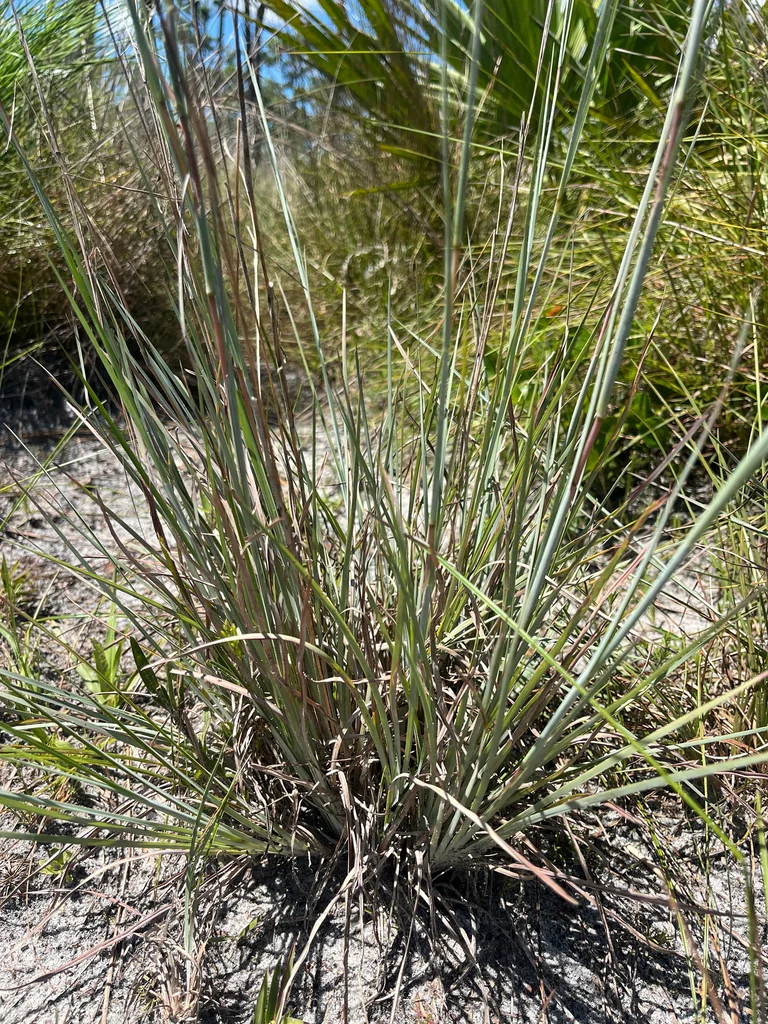 Andropogon Virginicus