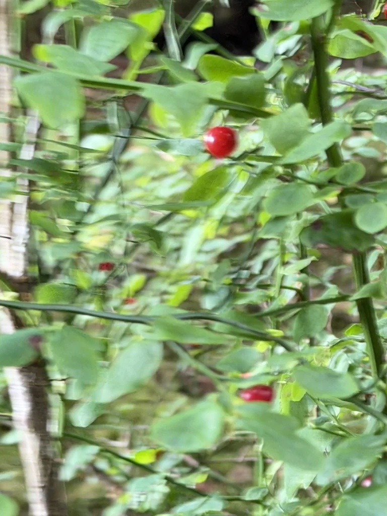 Vaccinium Parvifolium