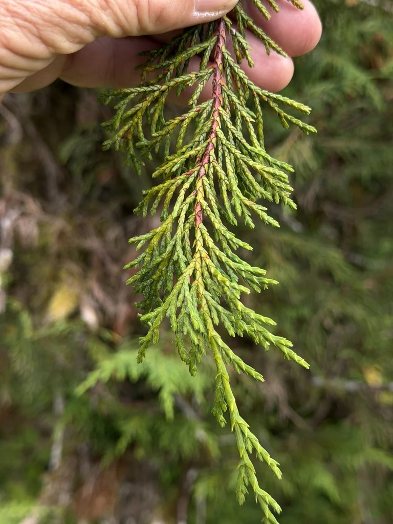 Callitropsis Nootkatensis