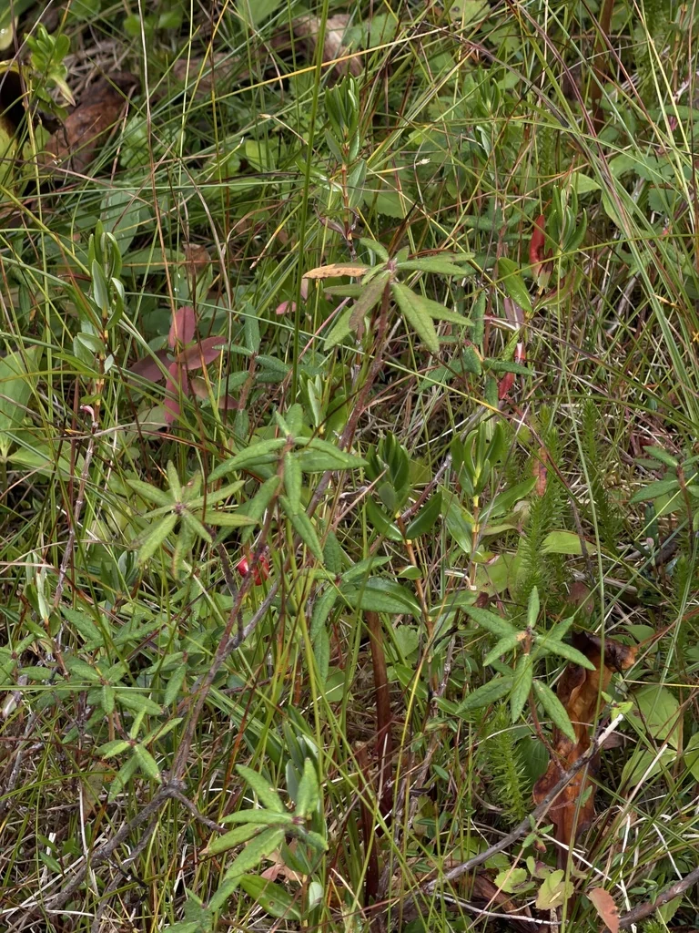 Rhododendron Groenlandicum