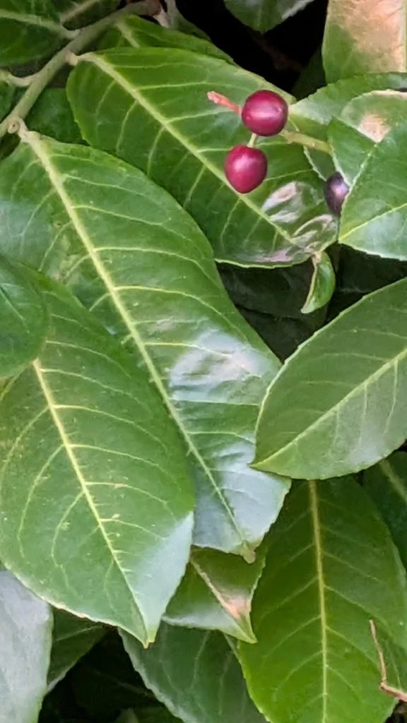 Prunus Laurocerasus