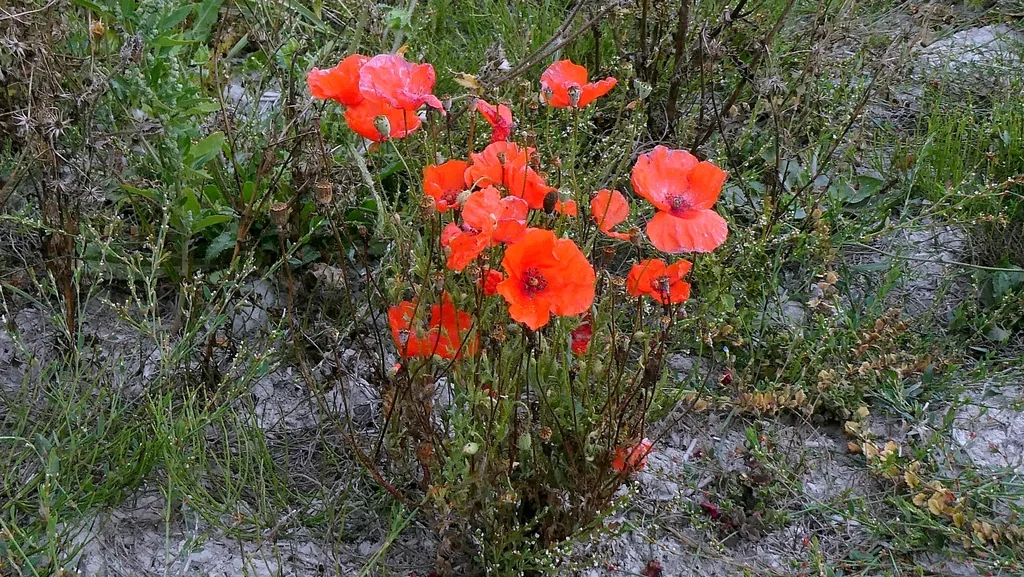 Papaver Rhoeas