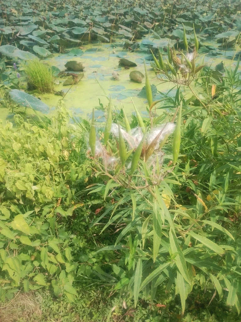 Asclepias Incarnata
