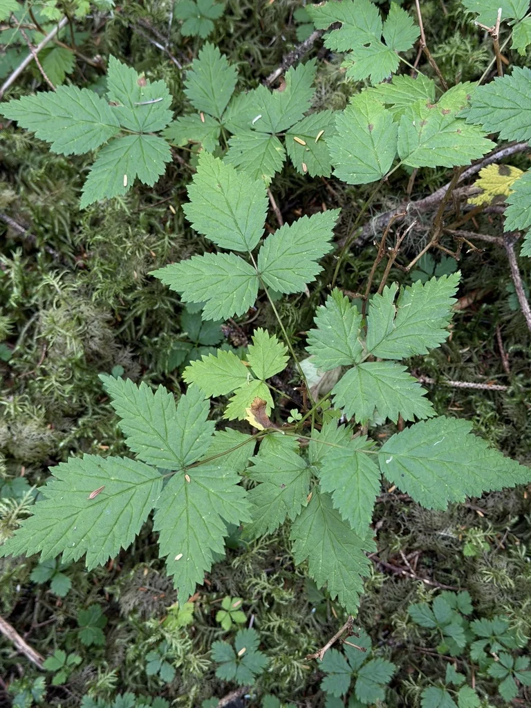 Rubus Spectabilis