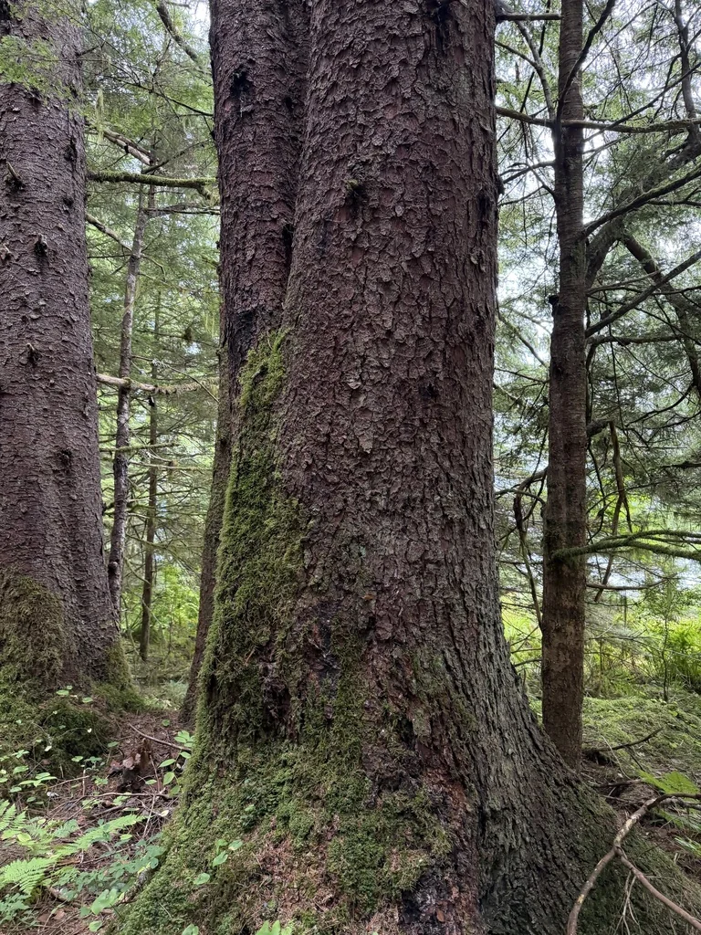 Picea Sitchensis