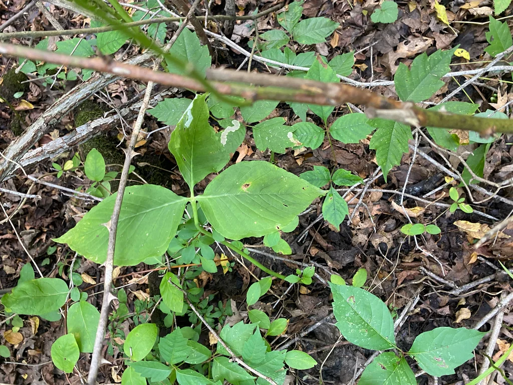 Arisaema Triphyllum
