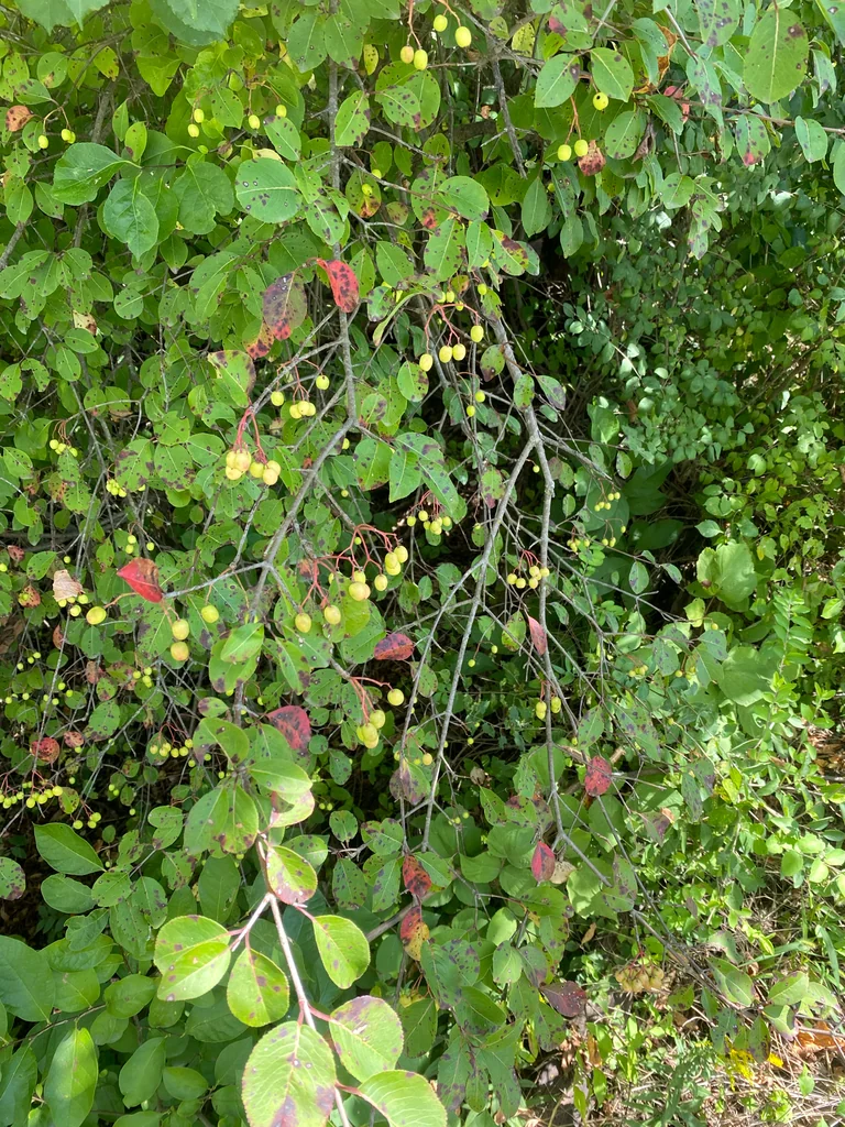 Viburnum Prunifolium