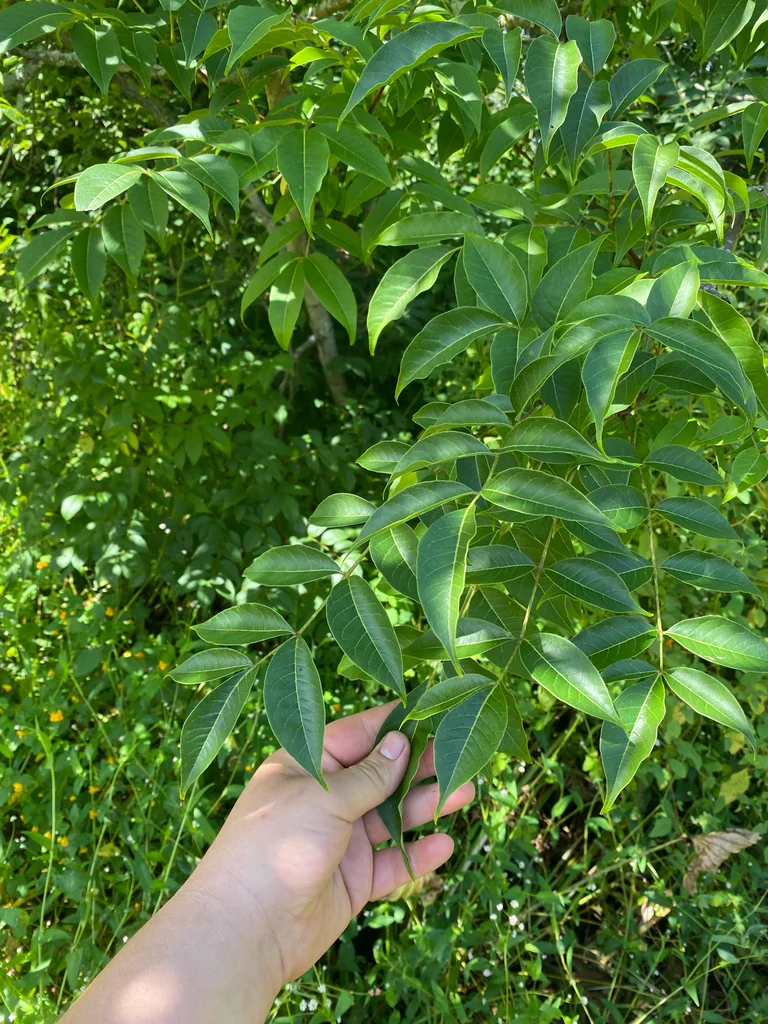 Phellodendron Amurense