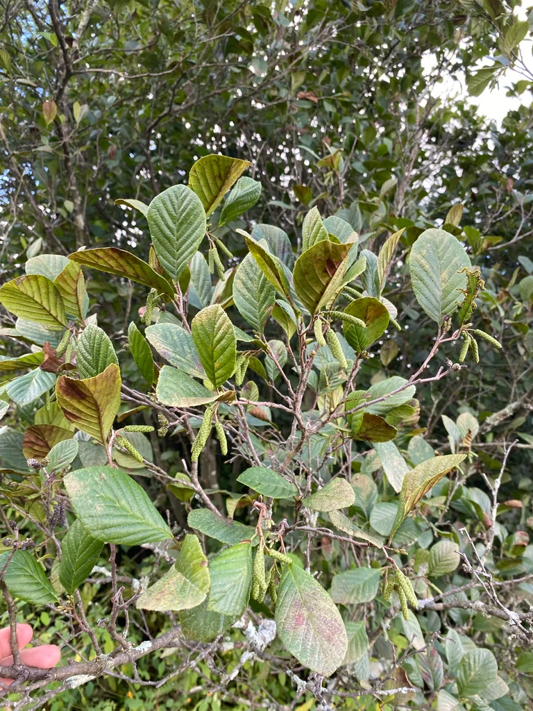 Alnus Serrulata