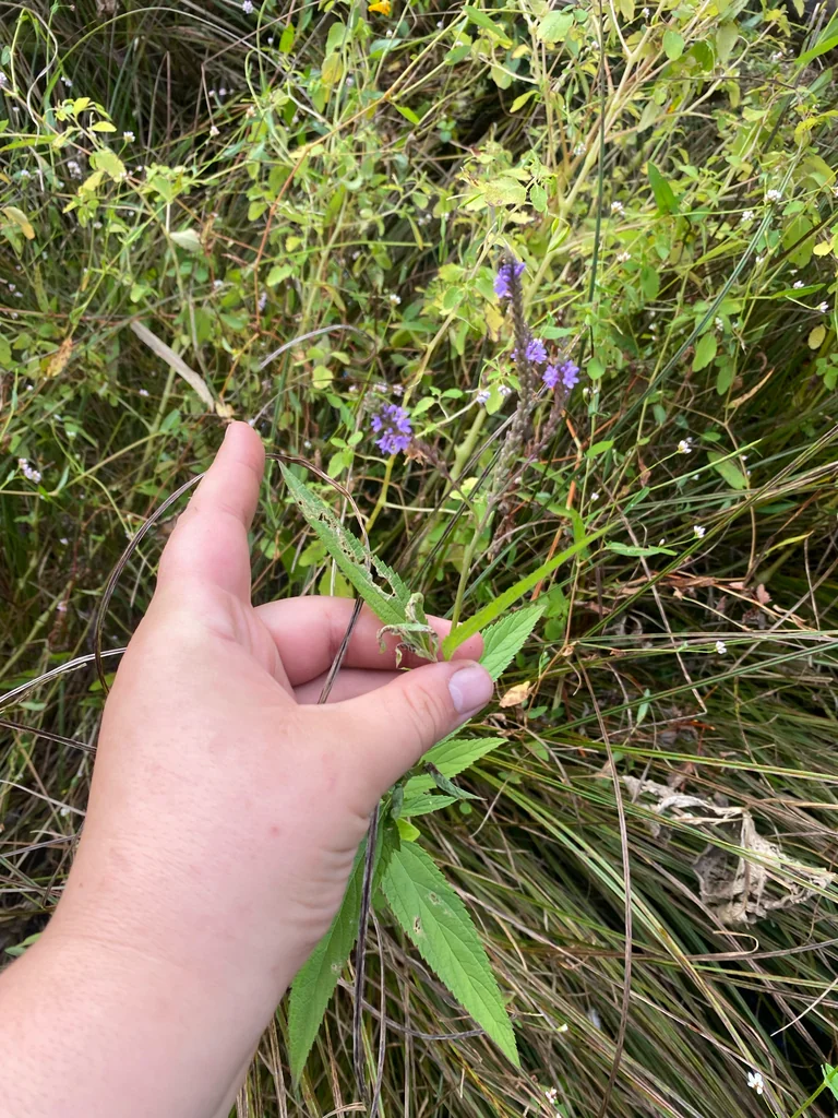 Verbena Hastata