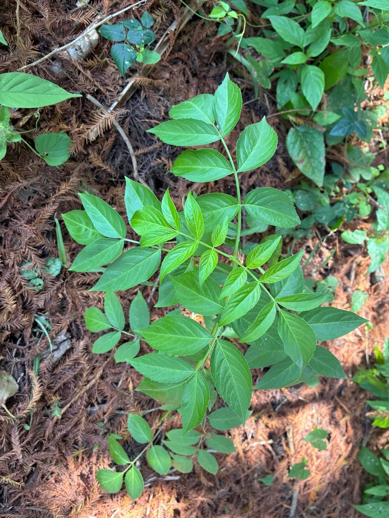 Sambucus Canadensis