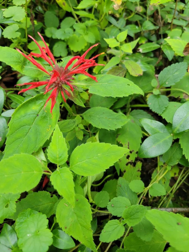 Monarda didyma