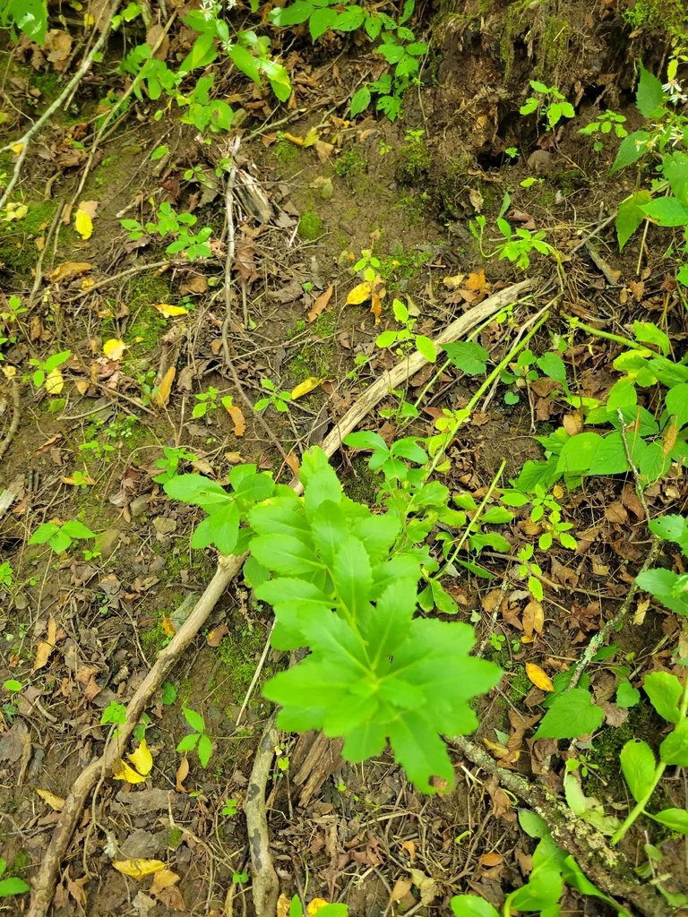 Spiraea Alba