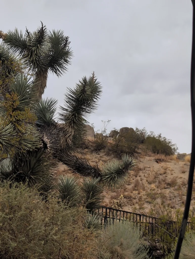 Yucca Brevifolia