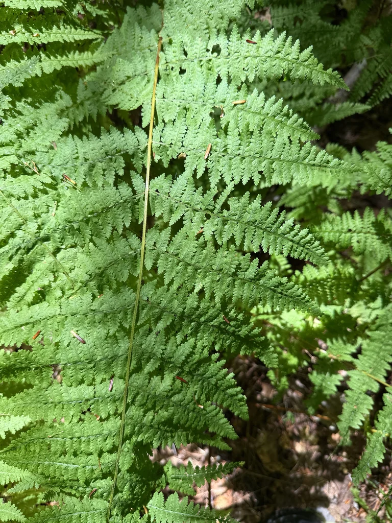 Dennstaedtia Punctiloba