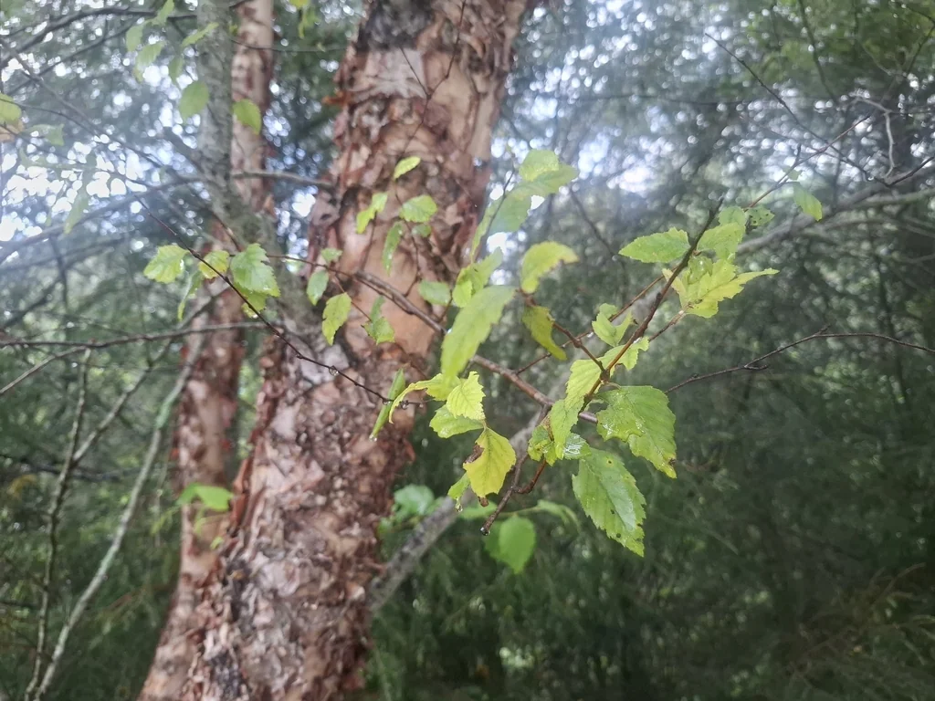 Betula Nigra