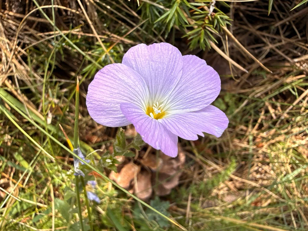 Oenothera Speciosa