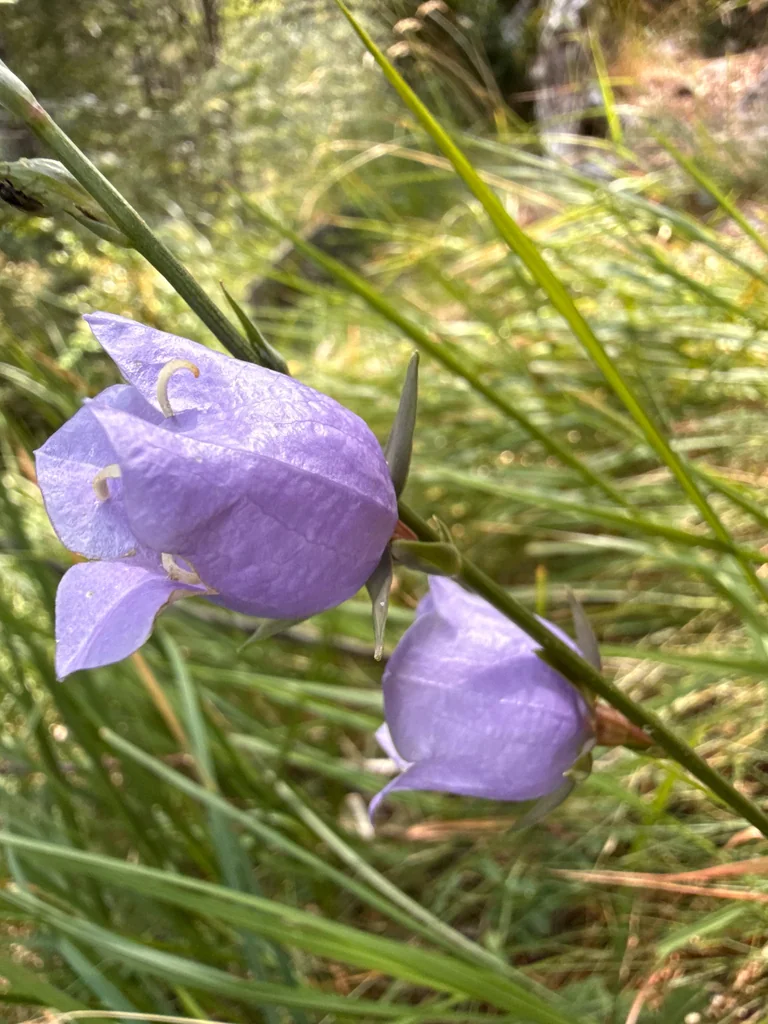 Campanula Persicifolia