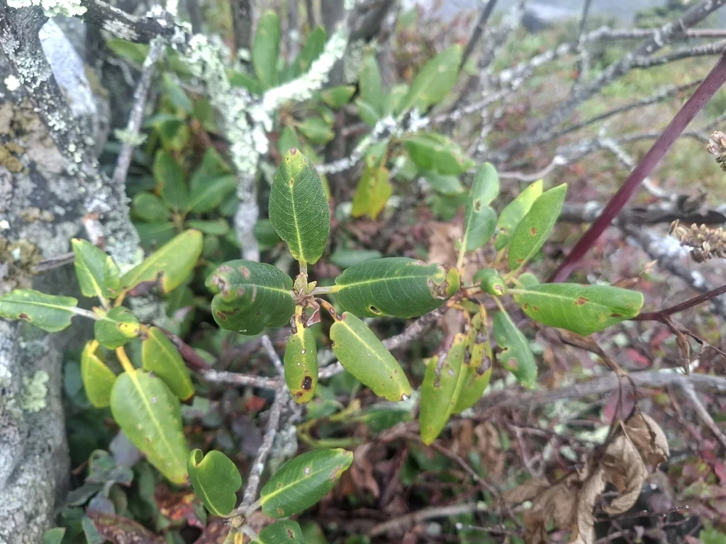Rhododendron Catawbiense