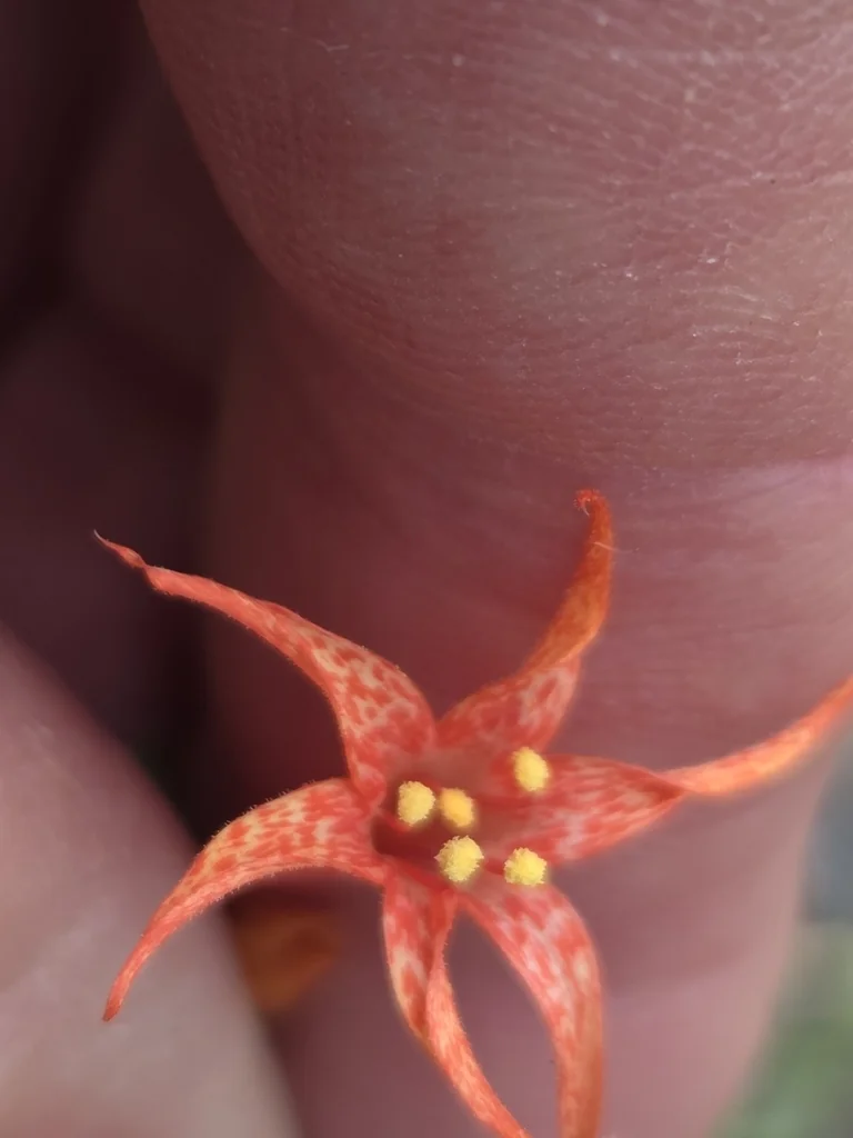 Ipomopsis Aggregata