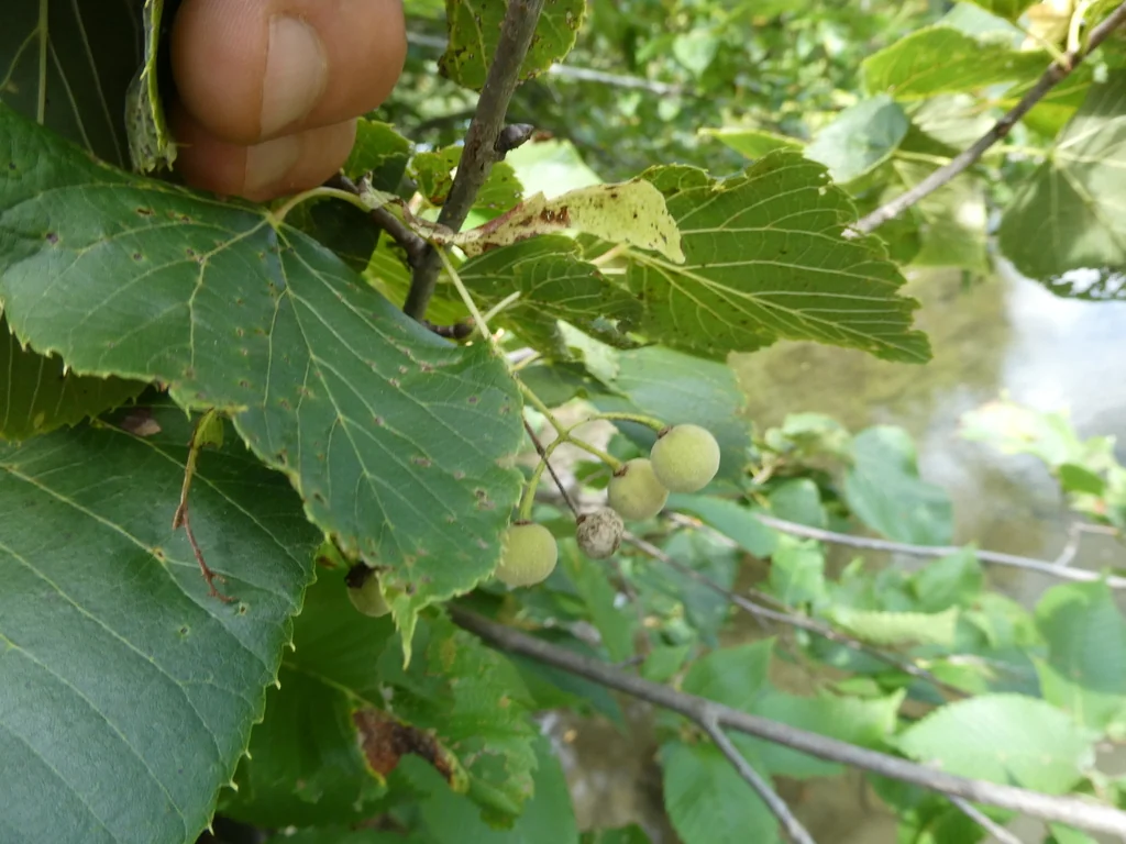 Tilia Americana