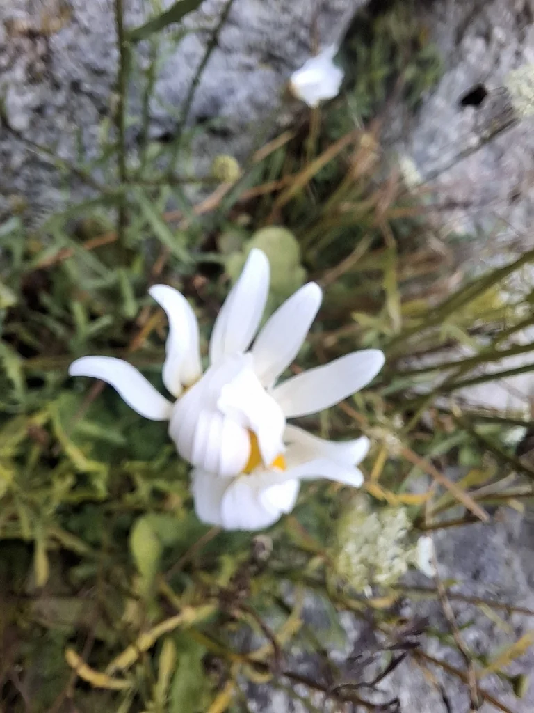 Chrysanthemum Leucanthemum