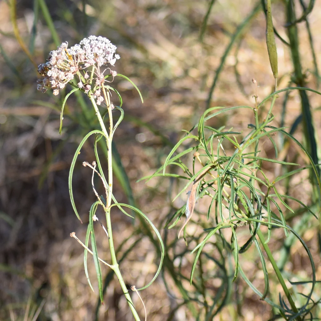 Asclepias Fascicularis