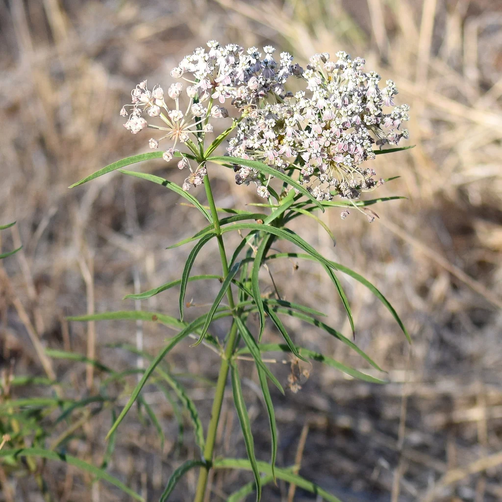 Asclepias Fascicularis