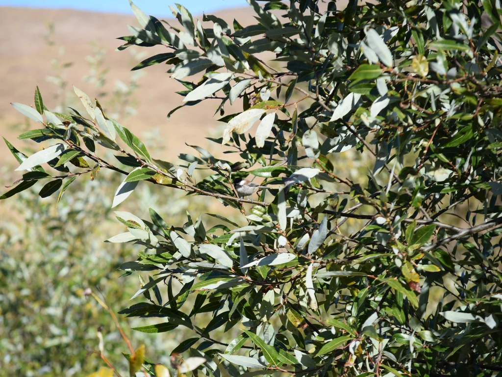 Salix Laevigata
