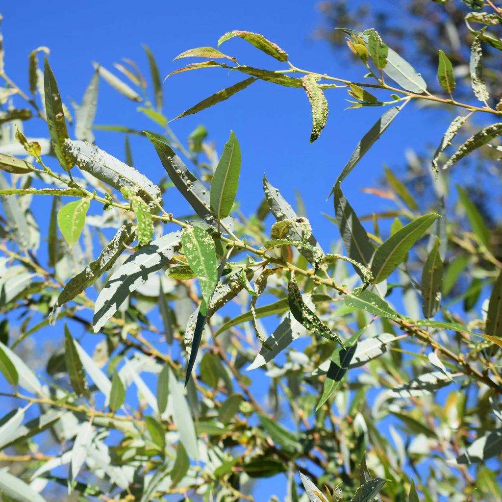 Salix Laevigata