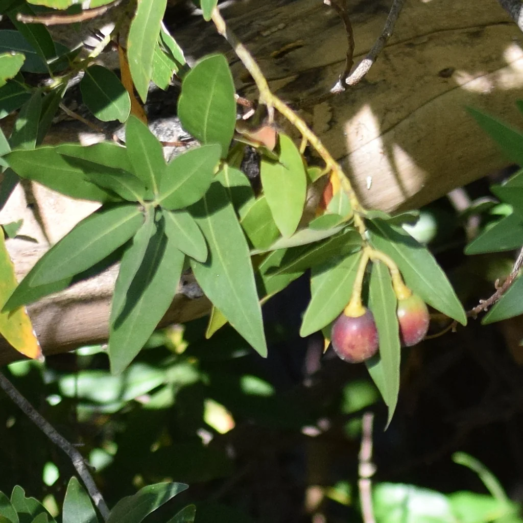 Umbellularia Californica