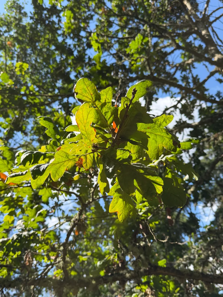 Quercus Garryana