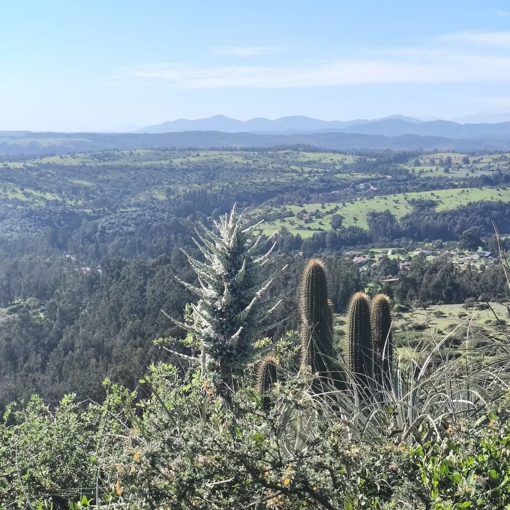 Puya Alpestris