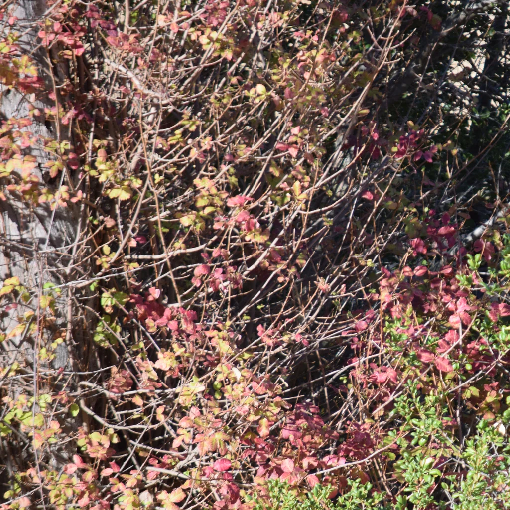 Toxicodendron Diversilobum