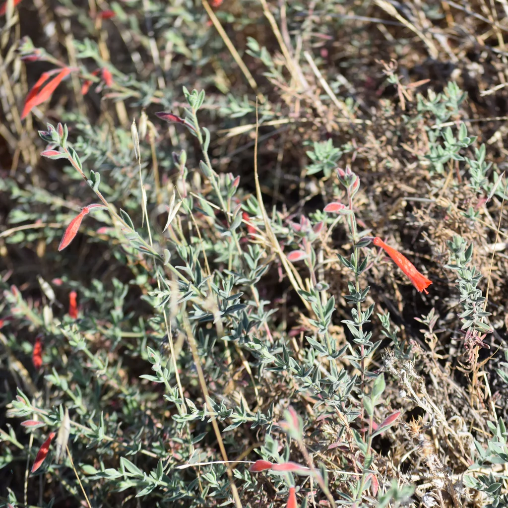 Zauschneria Californica
