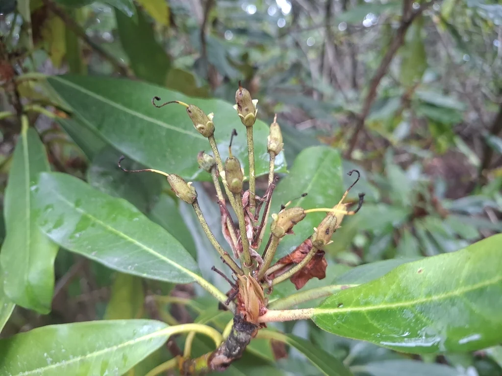 Rhododendron Maximum