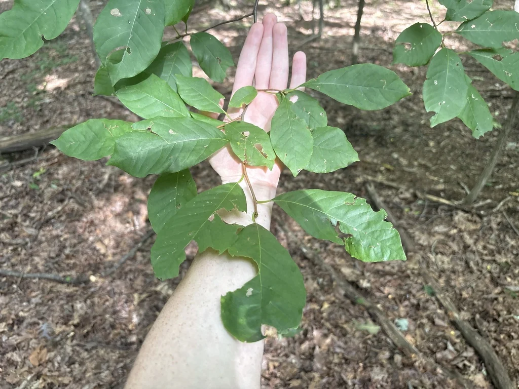 Nyssa Sylvatica