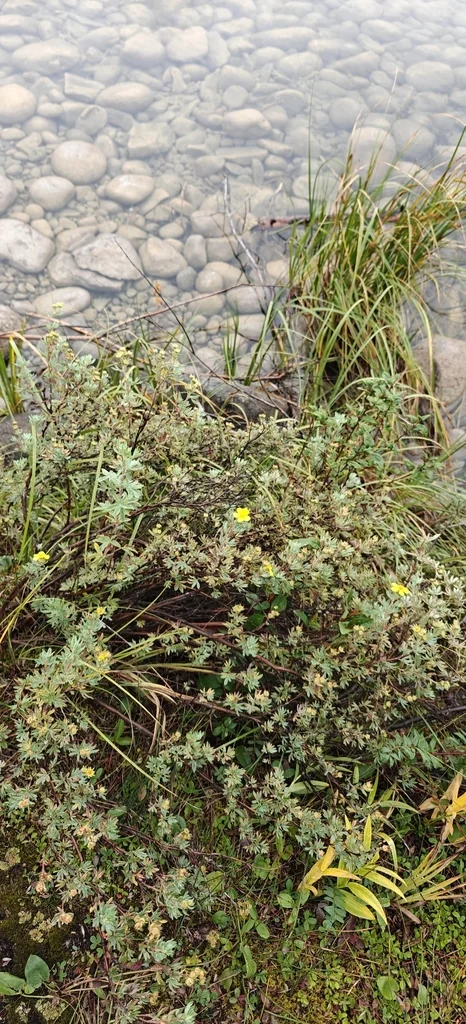 Potentilla fruticosa