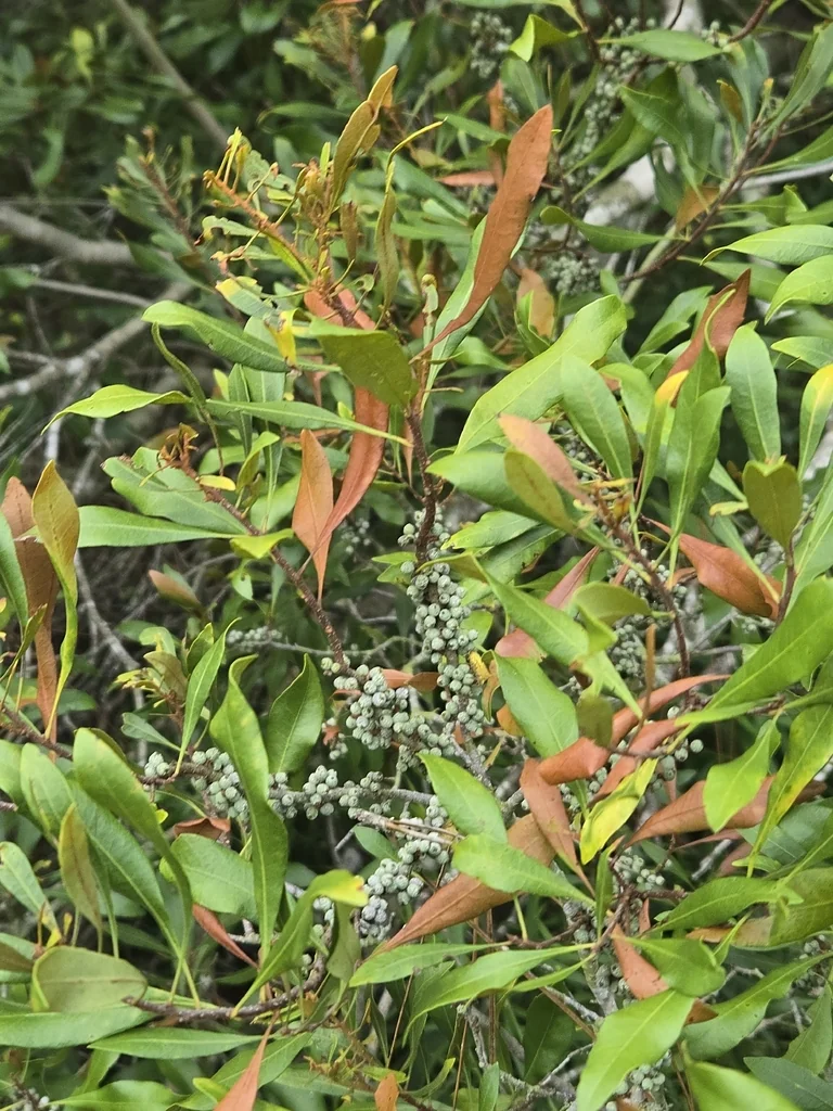 Morella Cerifera