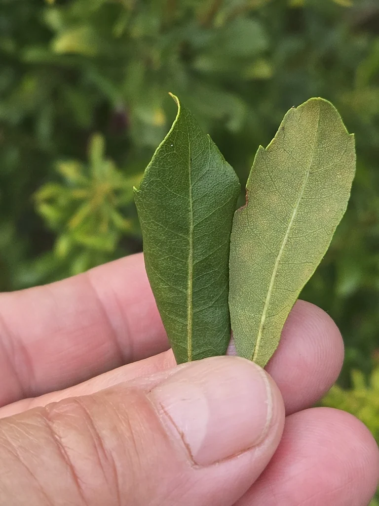 Morella Cerifera
